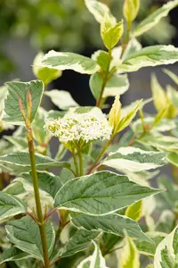 Cornus alba 'Sibirica Variegata' 60- 80   C7.5 - afbeelding 3