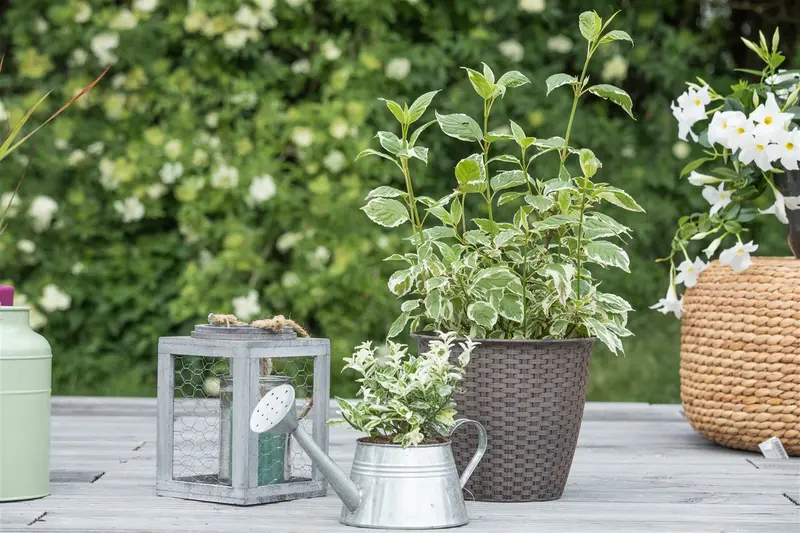 Cornus alba 'Sibirica Variegata' 60- 80   C7.5 - afbeelding 2