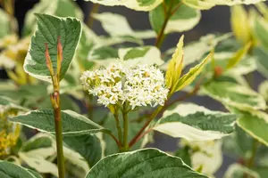 Cornus alba 'Sibirica Variegata' 60- 80   C7.5 - afbeelding 4