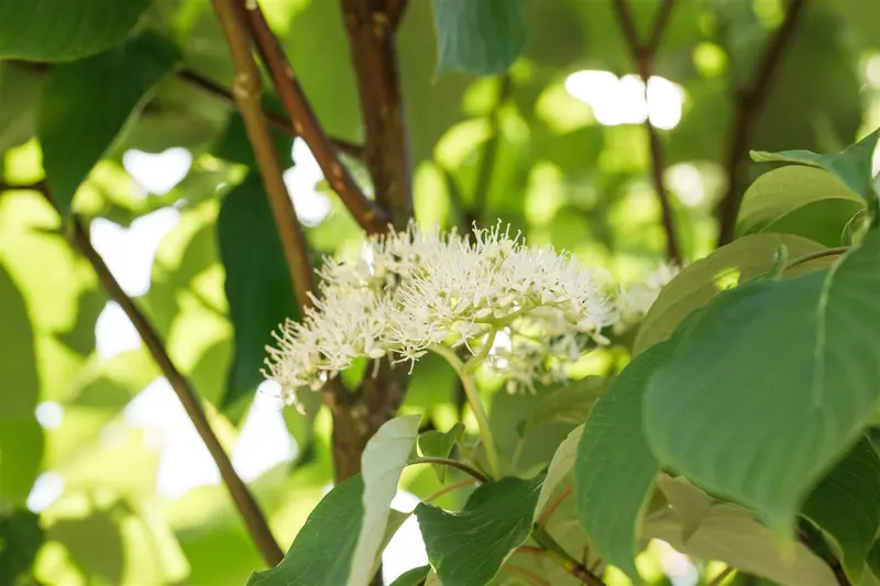 cornus alternifolia (300-350 cm)