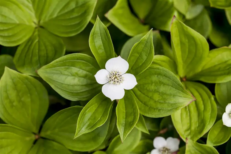 cornus canadensis (15- 20cm) - afbeelding 1