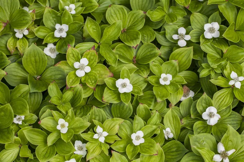 cornus canadensis (15- 20cm) - afbeelding 2