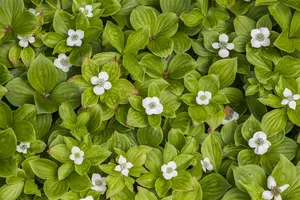 cornus canadensis (15- 20cm) - afbeelding 2