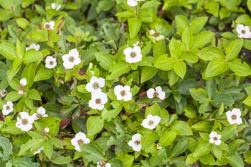 cornus canadensis (15- 20cm) - afbeelding 5