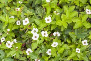 cornus canadensis (15- 20cm) - afbeelding 5