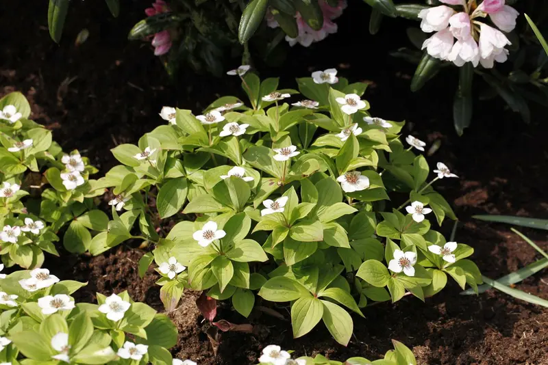cornus canadensis (15- 20cm) - afbeelding 3