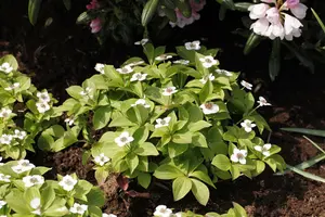 cornus canadensis (15- 20cm) - afbeelding 3