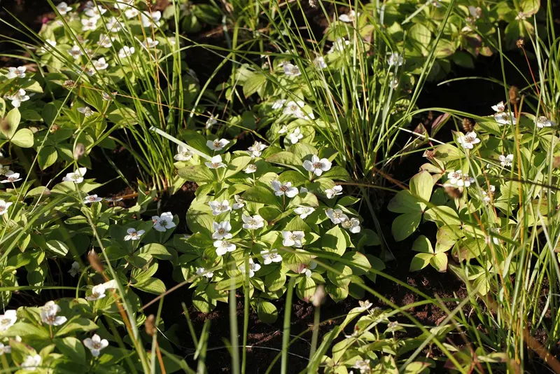 cornus canadensis (15- 20cm) - afbeelding 4