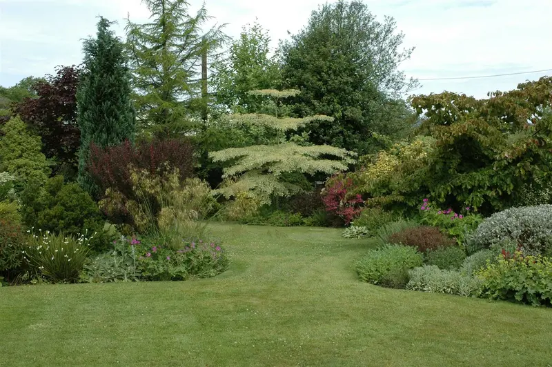 cornus contr. 'variegata' (150-175 cm) - afbeelding 5