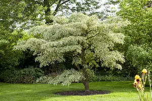 cornus contr. 'variegata' (175-200 cm) - afbeelding 5