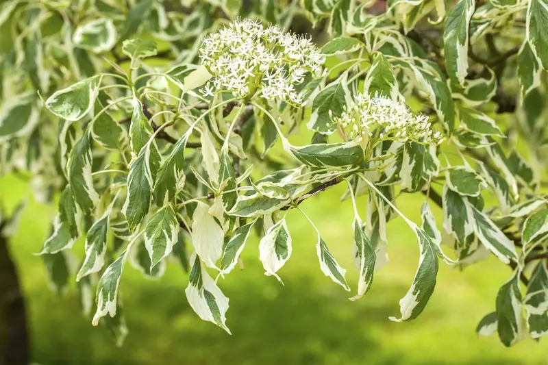 cornus contr. 'variegata' (175-200 cm) - afbeelding 2