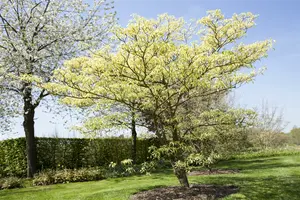cornus contr. 'variegata' (175-200 cm) - afbeelding 3