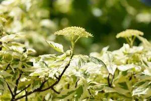 cornus contr. 'variegata' (175-200 cm) - afbeelding 4