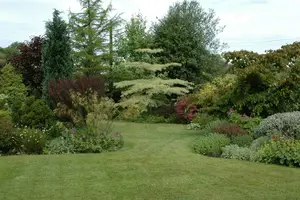 cornus contr. 'variegata' (175-200 cm) - afbeelding 5
