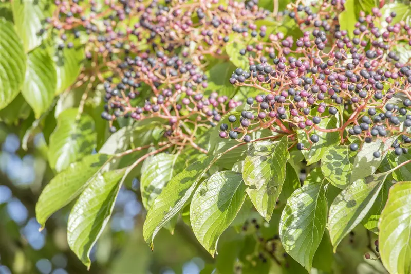 cornus controversa (300-350 cm) - afbeelding 2