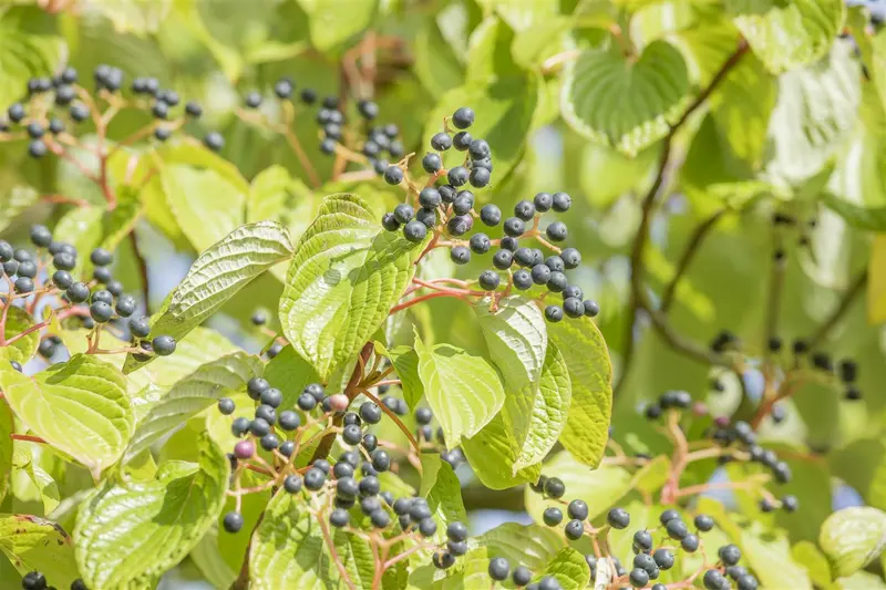 cornus controversa (300-350 cm) - afbeelding 3