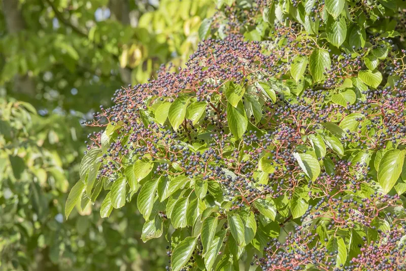 cornus controversa (300-350 cm) - afbeelding 4