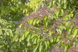 cornus controversa (300-350 cm) - afbeelding 4