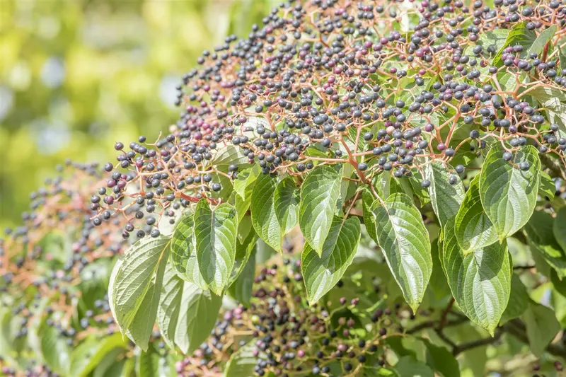 cornus controversa (300-350 cm) - afbeelding 5