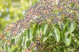 cornus controversa (300-350 cm) - afbeelding 5