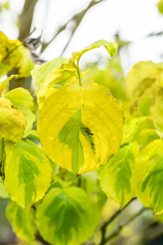 Cornus flor. 'Rainbow' HALFST. C18 - afbeelding 3