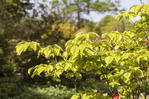 Cornus flor. 'Rainbow' HALFST.  C18