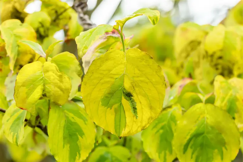 Cornus flor. 'Rainbow' HALFST. C18 - afbeelding 2