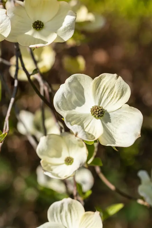 Cornus florida 175-200 DKL - afbeelding 2