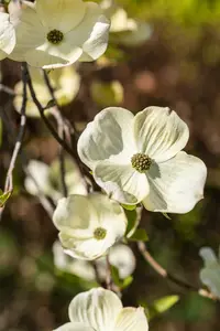 Cornus florida 175-200 DKL - afbeelding 2