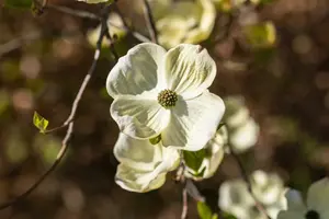 Cornus florida 175-200 DKL - afbeelding 3