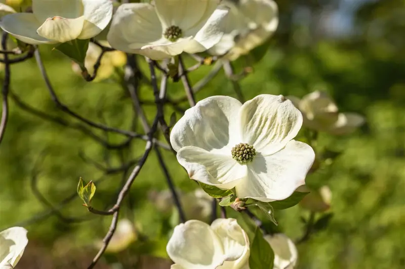 Cornus florida 175-200 DKL - afbeelding 4