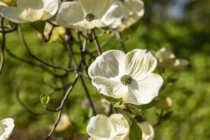 Cornus florida 175-200 DKL - afbeelding 4