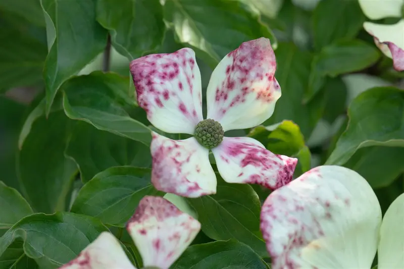 Cornus florida 175-200 DKL - afbeelding 5