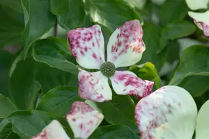 Cornus florida 175-200 DKL - afbeelding 5
