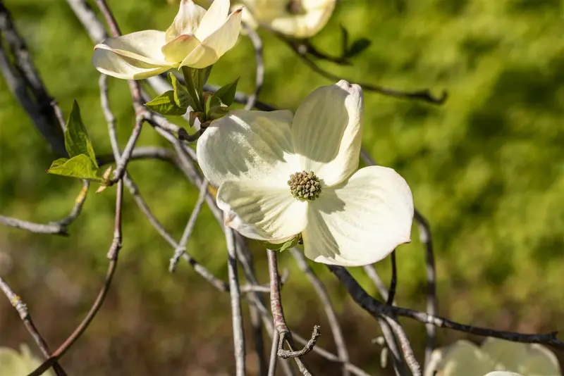 Cornus florida 175-200 DKL - afbeelding 1