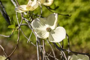 Cornus florida 175-200 DKL