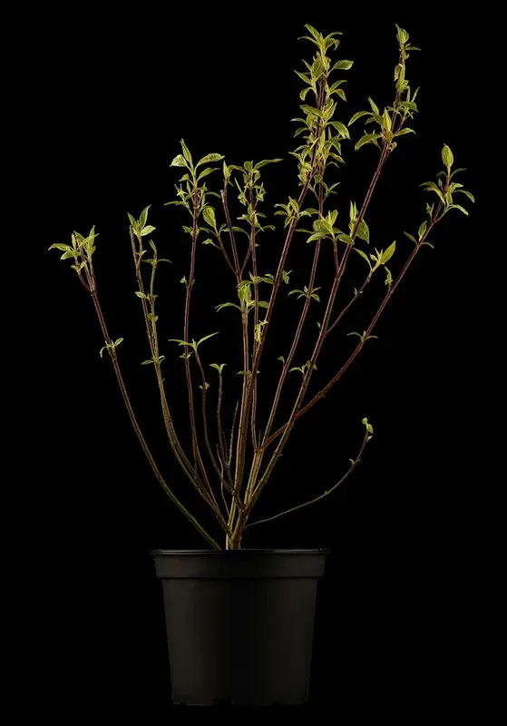 cornus florida (60- 80cm) - afbeelding 4