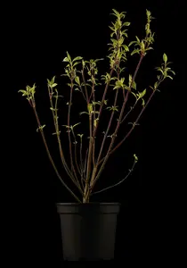cornus florida (60- 80cm) - afbeelding 4