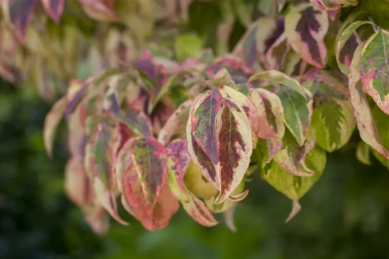 cornus florida (60- 80cm) - afbeelding 2