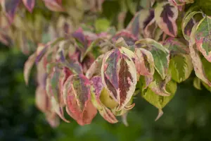 cornus florida (60- 80cm) - afbeelding 2