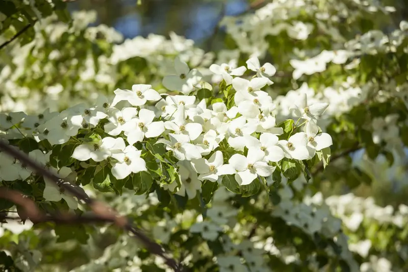 cornus florida (60- 80cm) - afbeelding 5