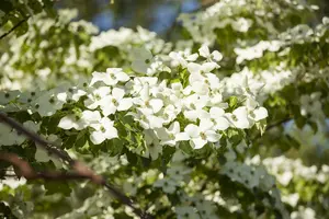 cornus florida (60- 80cm) - afbeelding 5