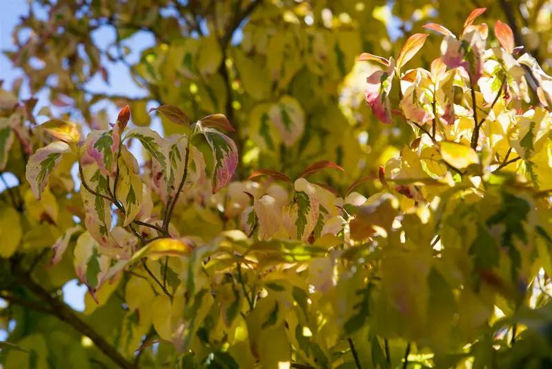 cornus florida (60- 80cm) - afbeelding 3