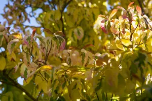 cornus florida (60- 80cm) - afbeelding 3