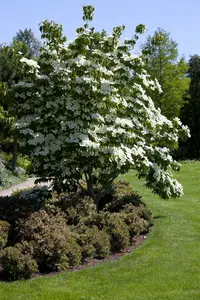 Cornus kousa 125-150   C25 - afbeelding 4