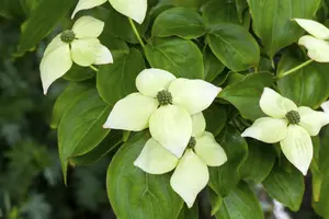 Cornus kousa 150-175   C70 MRST - afbeelding 5