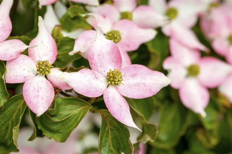 Cornus kousa 'Beni Fuji' 100-125   C25