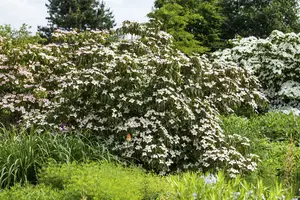Cornus kousa 'Cappucino' ( syn. 'copacabana') 150-175 C25