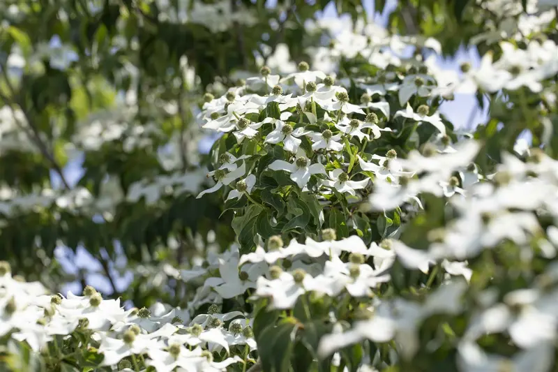 Cornus kousa 'Cappucino' ( syn. 'copacabana') 150-175   C25 - afbeelding 2