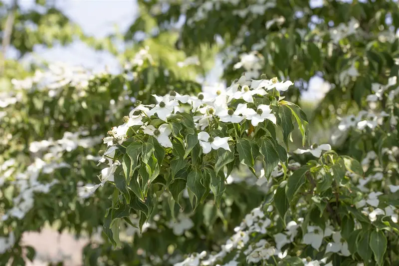 Cornus kousa 'Cappucino' ( syn. 'copacabana') 150-175   C25 - afbeelding 3
